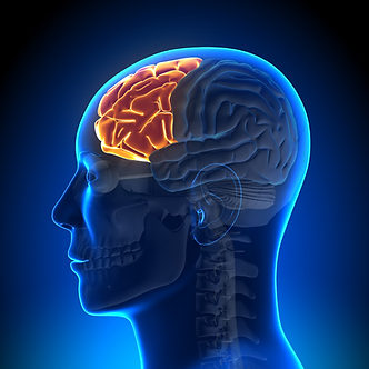 brain graphic with prefrontal cortex highlighted