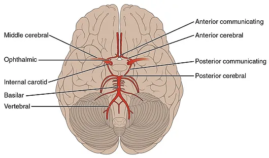 brain diagram