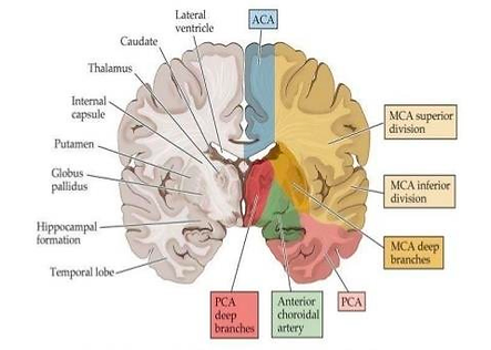 vascular territory of the brain