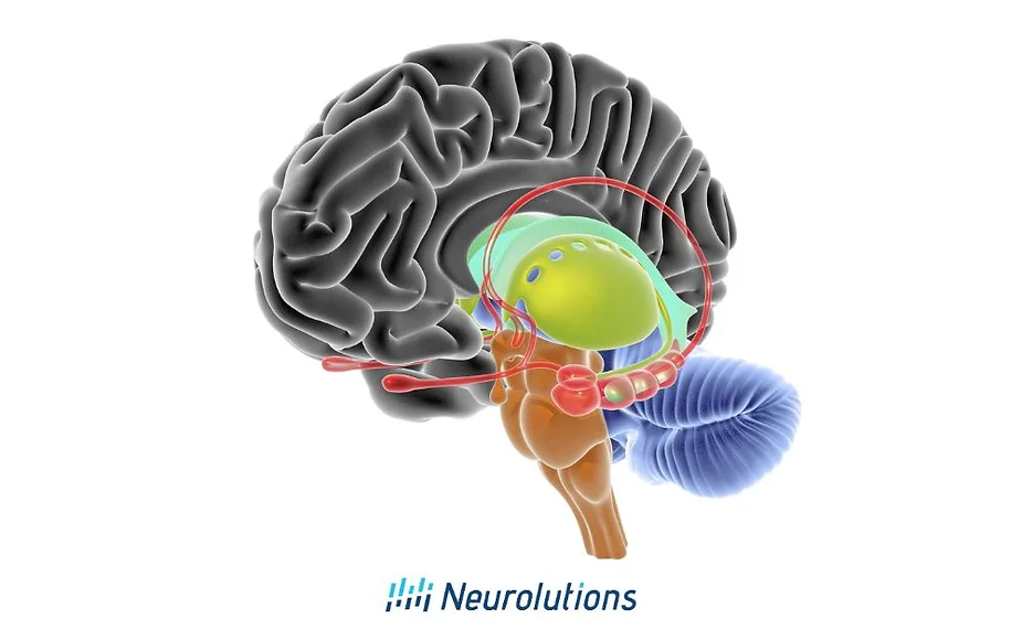 What is the Cerebrum?