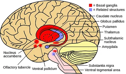 Basal ganglia on the brain diagram