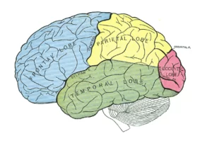 brain graphic with section in different colors