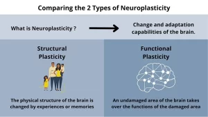 structural and functional plasticity