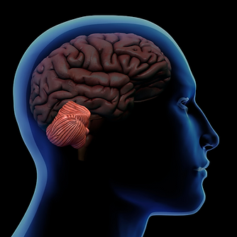 See through graphic head with brain showing