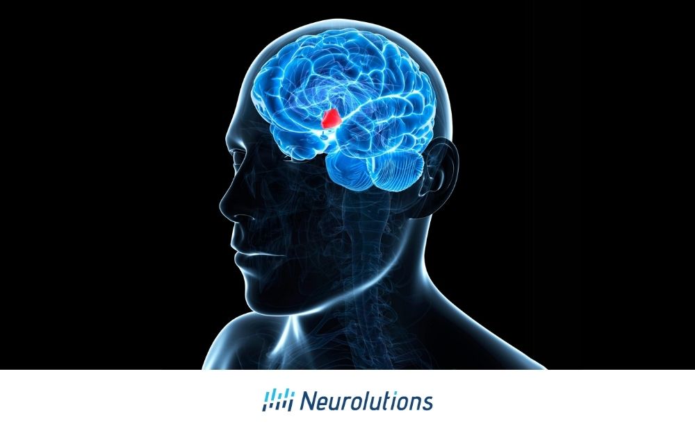 The Hypothalamus: A Key Player in Brain & Heart Health