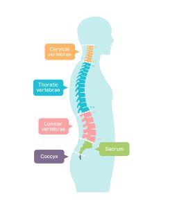 Vector illustration of spine segments anatomy